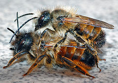240px-Osmia_rufa_couple_(aka)