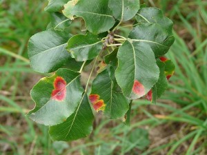 birnbaum-leaves-59904_640-300x225