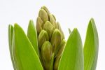 hyacinth-686479__180